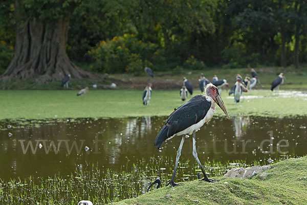 Marabu (Leptoptilos crumiferus)