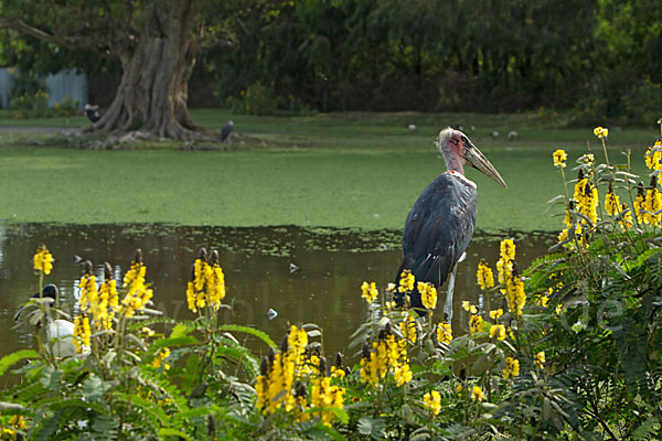 Marabu (Leptoptilos crumiferus)