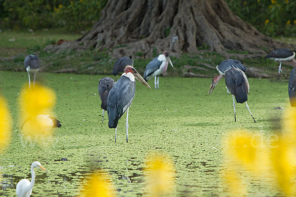 Marabu (Leptoptilos crumiferus)