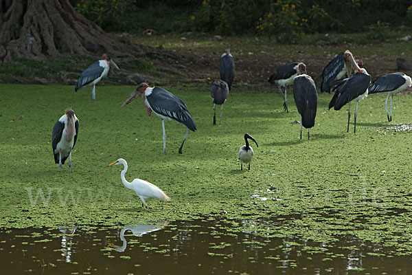 Marabu (Leptoptilos crumiferus)