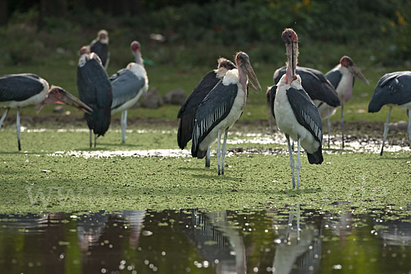 Marabu (Leptoptilos crumiferus)