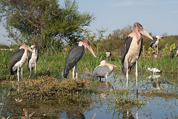 Marabu (Leptoptilos crumiferus)