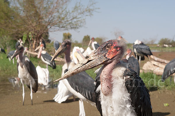 Marabu (Leptoptilos crumiferus)