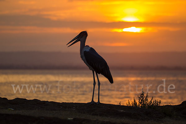 Marabu (Leptoptilos crumiferus)