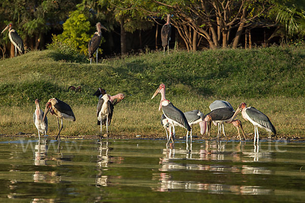 Marabu (Leptoptilos crumiferus)