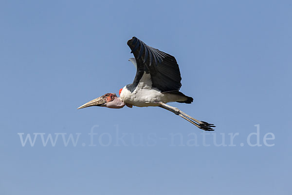 Marabu (Leptoptilos crumiferus)