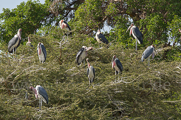 Marabu (Leptoptilos crumiferus)