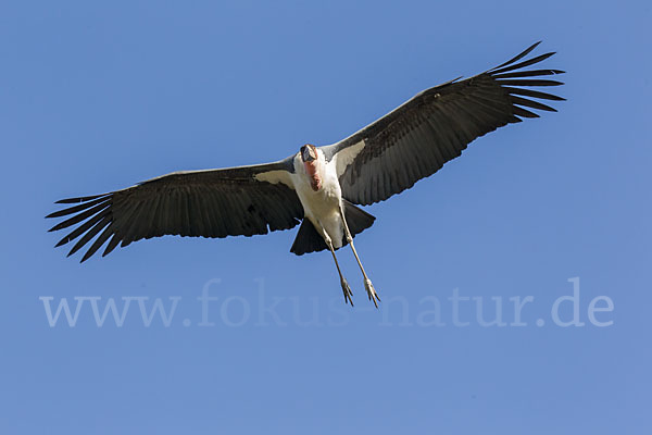 Marabu (Leptoptilos crumiferus)