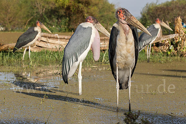 Marabu (Leptoptilos crumiferus)