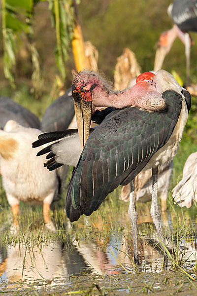 Marabu (Leptoptilos crumiferus)