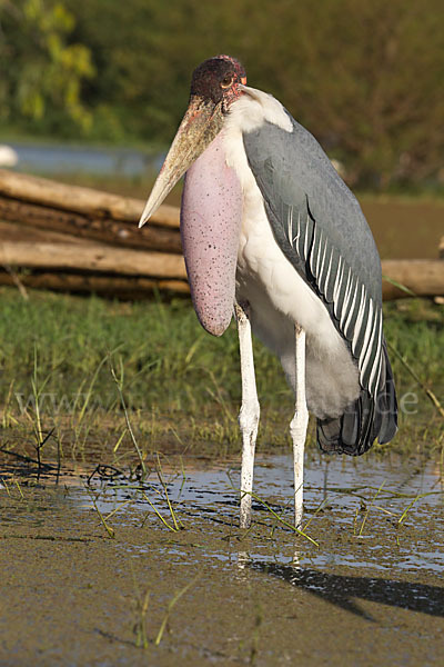 Marabu (Leptoptilos crumiferus)