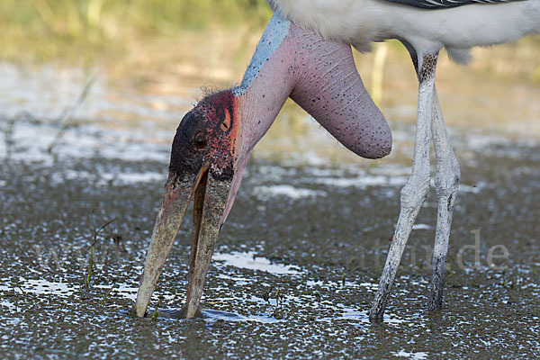 Marabu (Leptoptilos crumiferus)