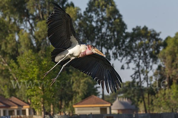 Marabu (Leptoptilos crumiferus)