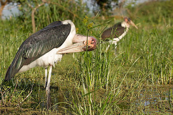 Marabu (Leptoptilos crumiferus)