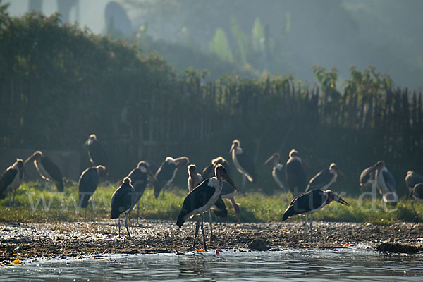 Marabu (Leptoptilos crumiferus)