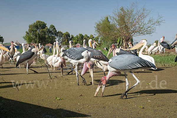 Marabu (Leptoptilos crumiferus)