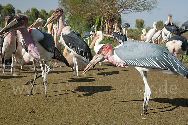 Marabu (Leptoptilos crumiferus)