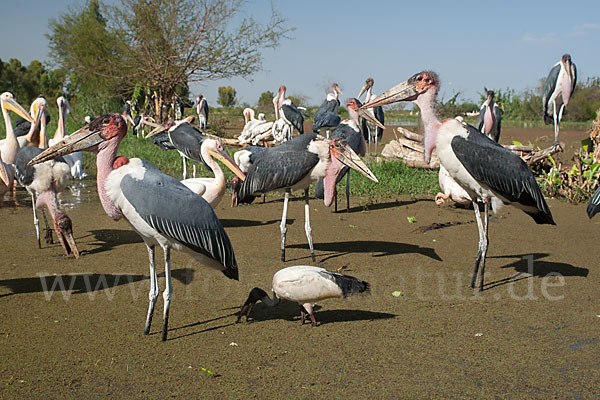 Marabu (Leptoptilos crumiferus)