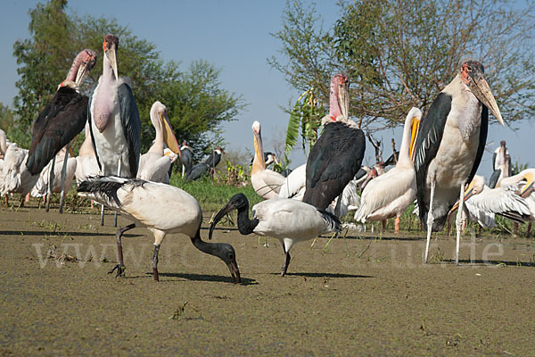 Marabu (Leptoptilos crumiferus)