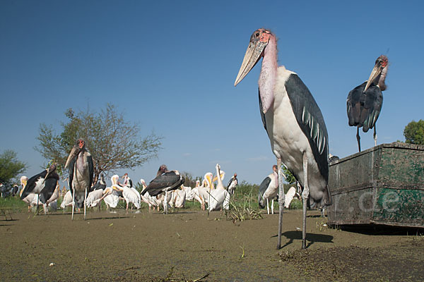 Marabu (Leptoptilos crumiferus)