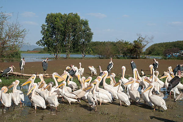 Marabu (Leptoptilos crumiferus)