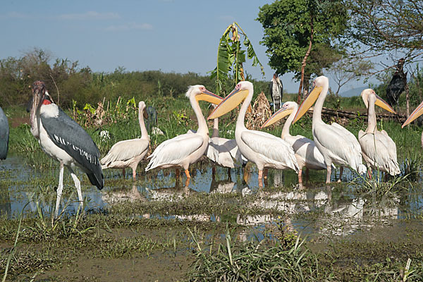 Marabu (Leptoptilos crumiferus)