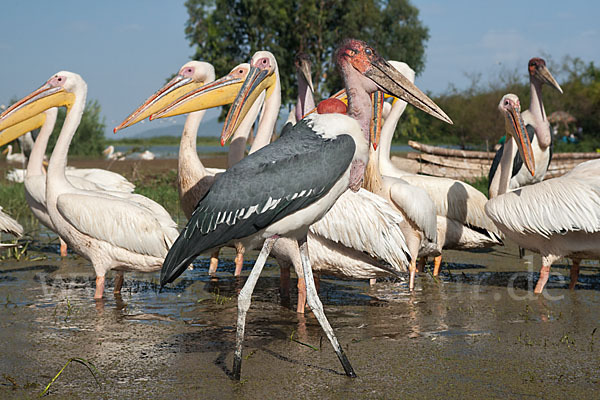 Marabu (Leptoptilos crumiferus)