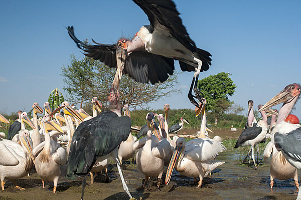 Marabu (Leptoptilos crumiferus)