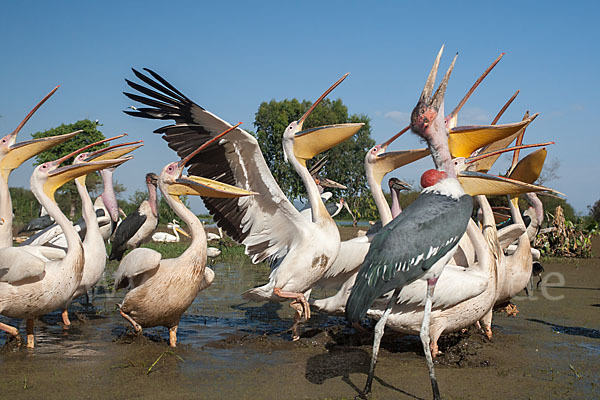 Marabu (Leptoptilos crumiferus)