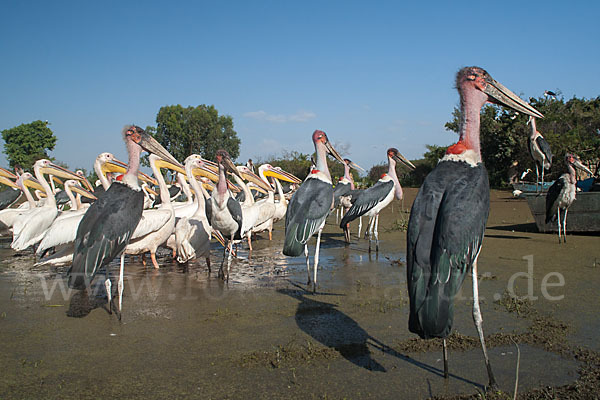 Marabu (Leptoptilos crumiferus)