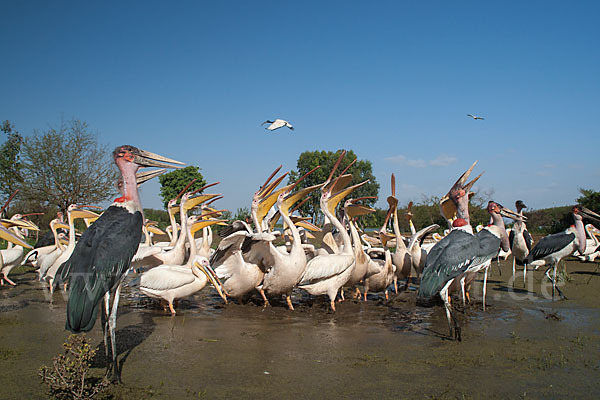 Marabu (Leptoptilos crumiferus)