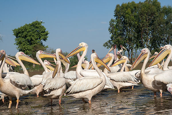 Marabu (Leptoptilos crumiferus)