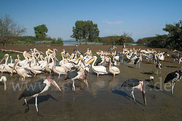 Marabu (Leptoptilos crumiferus)