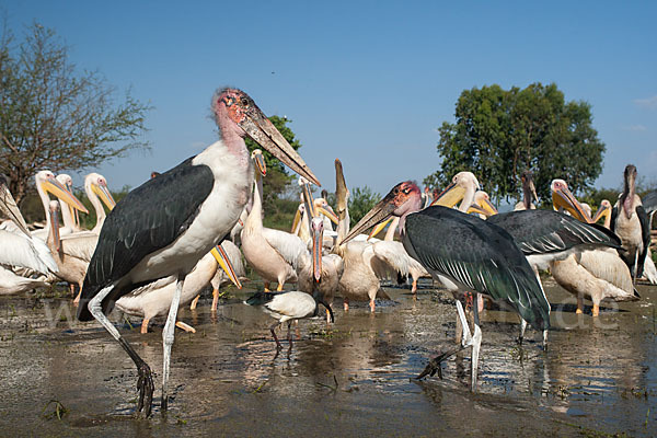 Marabu (Leptoptilos crumiferus)