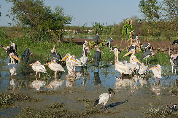 Marabu (Leptoptilos crumiferus)