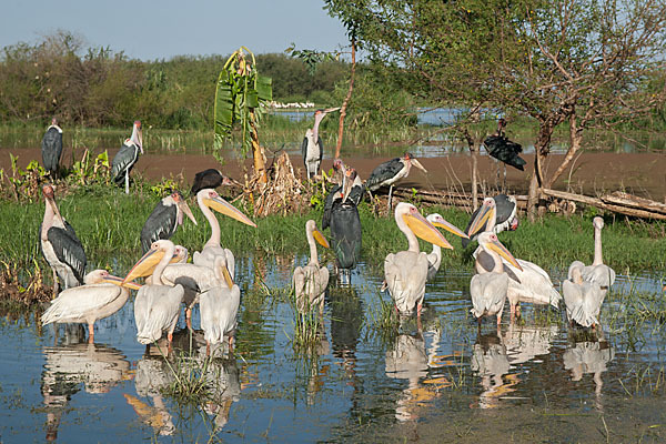 Marabu (Leptoptilos crumiferus)