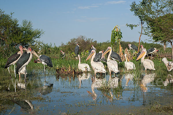 Marabu (Leptoptilos crumiferus)