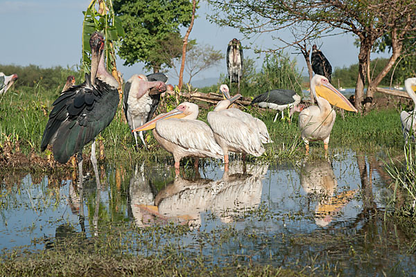 Marabu (Leptoptilos crumiferus)