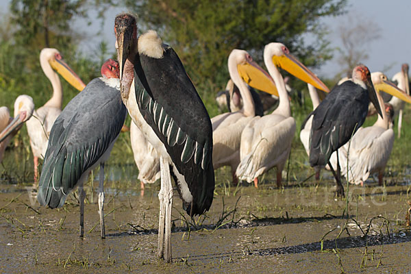 Marabu (Leptoptilos crumiferus)