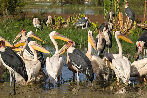 Marabu (Leptoptilos crumiferus)