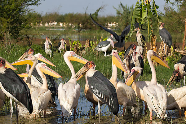 Marabu (Leptoptilos crumiferus)