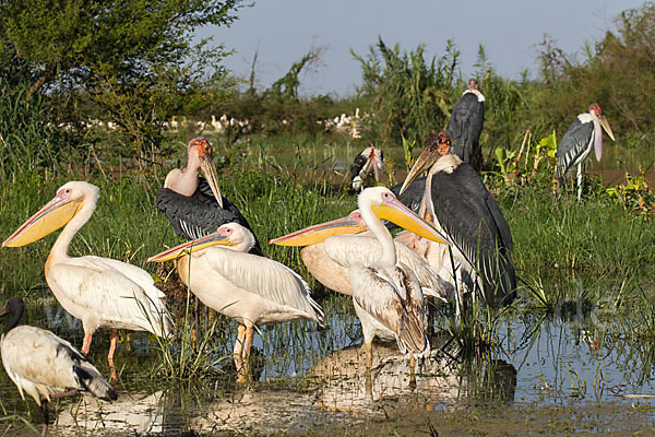 Marabu (Leptoptilos crumiferus)