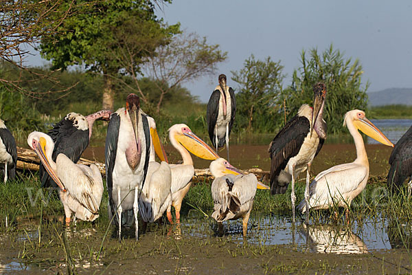 Marabu (Leptoptilos crumiferus)