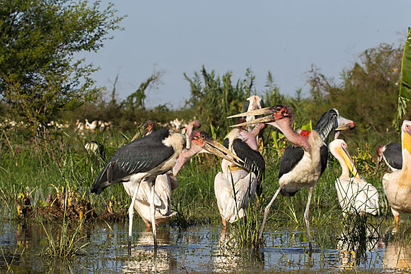 Marabu (Leptoptilos crumiferus)