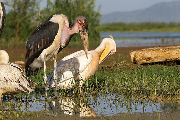 Marabu (Leptoptilos crumiferus)