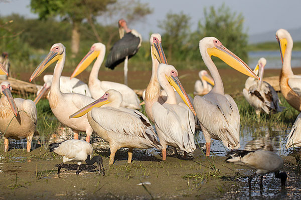 Marabu (Leptoptilos crumiferus)