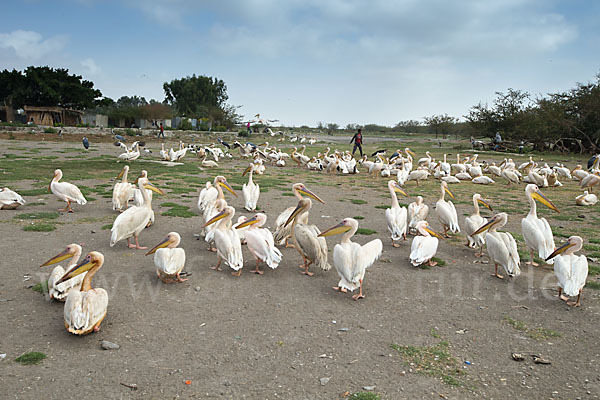 Marabu (Leptoptilos crumiferus)