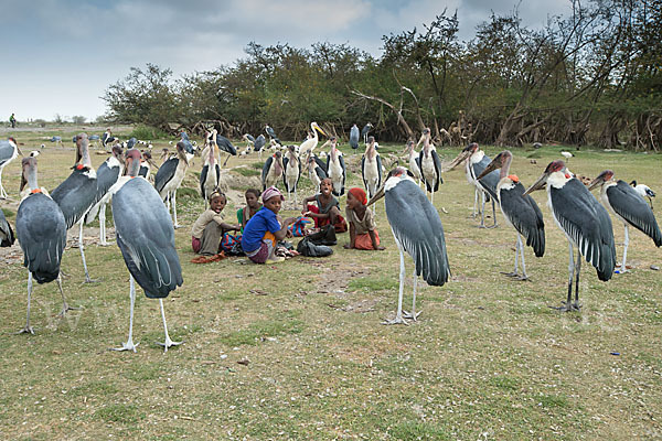 Marabu (Leptoptilos crumiferus)