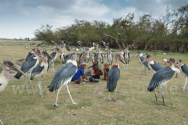 Marabu (Leptoptilos crumiferus)