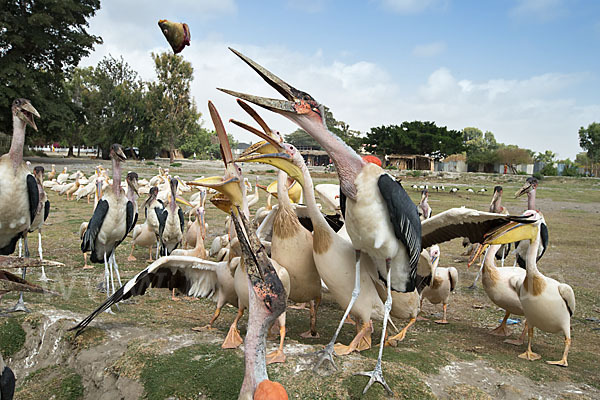 Marabu (Leptoptilos crumiferus)